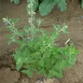 CATNIP 1/2 OZ. EACH