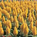 CELOSIA YELLOW CASTLE 500/PKT