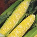 Corn, Delectable 25