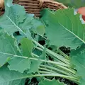 Kale, Tall Spring - 1/2oz