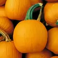 Pumpkin, Baby Pam - 1/2lb