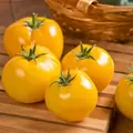 Tomato, Lemon Boy Untreated - 500 Sd Ct
