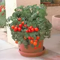 Tomato, Patio Untreated - 1,000 Sd Ct