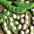 Limas, White Dixie Butterpea - 1/2lb