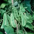 Limas, Woods Prolific - 1/2lb