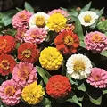 Zinnia, Lilliput Mix - 1/2 lb