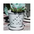 Verandah 7.5" Wsp Waikiki Orchid Pot
