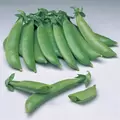 Peas, Sugar Sprint - 50lb