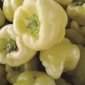 Peppers, Habanero White - 100 Seed Count
