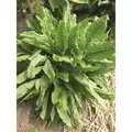 SORREL 1
