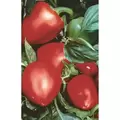Peppers, Pimento - 1/2oz