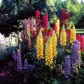 LUPINE, RUSSELLS MIX - 1/4 OZ EACH