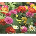 Zinnia, Cactus Flower Mix - 1/2 lb