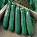 Squash, Commander Hybrid 1,000 Seed