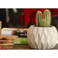 PHG 5.5"x3.5" Geometry Diamond Twirl Planter Polished Concrete