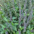 Basil, Licorice 1/4 oz