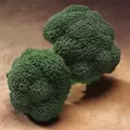 Broccoli, Gypsy 5,000 Seed Count