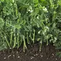 Peas, Snak Hero - 25lb Bag