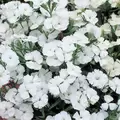 DIANTHUS TELSTAR WHITE 100/PKT