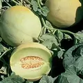 Cantaloupe , Earli-Dew Hyb - 500 Sd Ct