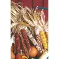 Corn, Ornamental 1lb