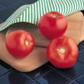 Tomato, Mountain Spring Hybrid 5000 Seed Count