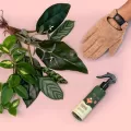 We the Wild Proud Plant Mum Leaf Care Kit