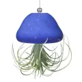 APM Air Plant Jellyfish Royal Blue/Gold