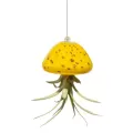 APM Air Plant Jellyfish Yellow/Gold