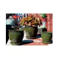 Verandah Butter Cup Size A Tgn