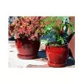 Verandah 7.5" Butter Cup Sz A Trd