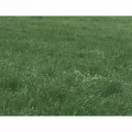50 lb Bag Dryland Pasture Mix Grass Seed