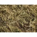 50 lb Bag Dryland Pasture Mix Grass Seed