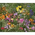 1 lb Annual Wildflower Mix Flower Seed