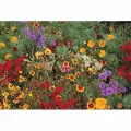 1 lb Low Grow Wildflower