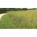 5 lb Bag Low Maintenance Turf Mix Grass Seed