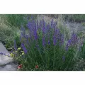 1 lb Rocky Mountain Wildflower Seed