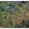 1 lb Western Wildflower Mix Seed