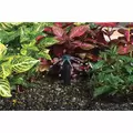 Hunter MSBN Multi-Stream Bubbler Nozzle Half Circle | MSBN50H