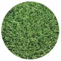 Delta Bluegrass Company Grass Seed | 12LC11