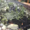 9' x 7' x 2' Pond and Garden Small Protector | AWGPGPSM