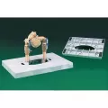 18" x 3" x 38" Plastic For GS-1/CGS-1/EC-1 Enclosure Enclosure Pad | BPDEP1