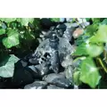 Hunter Adjustable Flood Bubbler 0 to 2 Gpm | AFB
