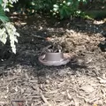 8.6 W 2758K Cree LED Solid Sand Cast Bronze CCGL Series Ground Light | CSLCCGL270WB