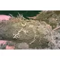 40 lb Granular Light Brown Soil Amendment