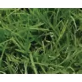 50 lb Bag Common Hulled Coated Bermuda Grass Seed 2 to 3 lb/10000 sq-ft Coverage