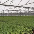 3.24 - 6.48 gpm Green with CVSM Pad Super Spray | SENSS120CVSM