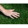 Unhulled Coated Bermuda Grass Seed