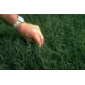 Raw and Unhulled Bermuda Grass Seed