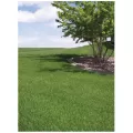 50 lb Bag 3-Way Blend Grass Seed 8 to 12 lb/1000 sq-ft Coverage